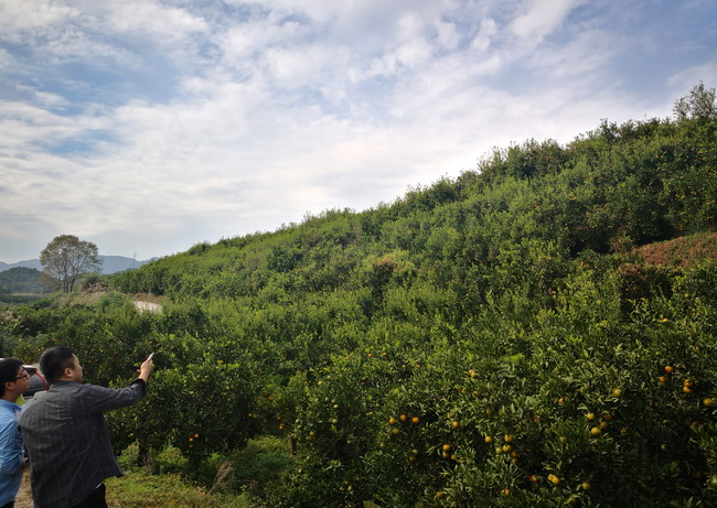 jinnianhui���� - �����